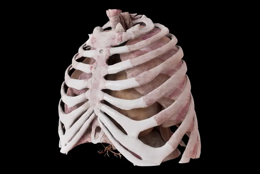 Anatomage Xtreme Reality — фото 2