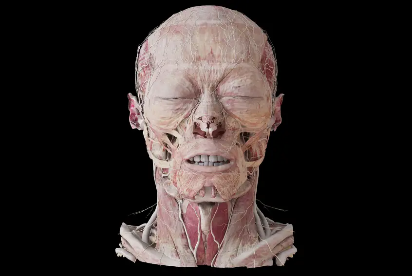 Anatomage Xtreme Reality — фото 3